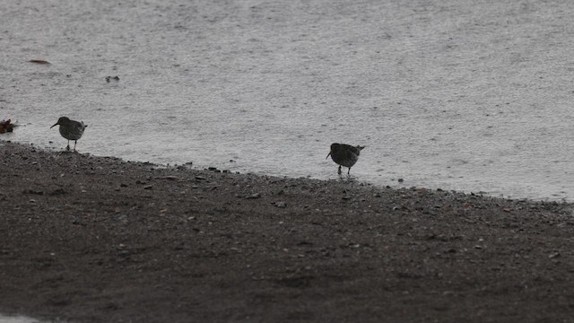 Rock Sandpiper (Aleutian) - ML625582589