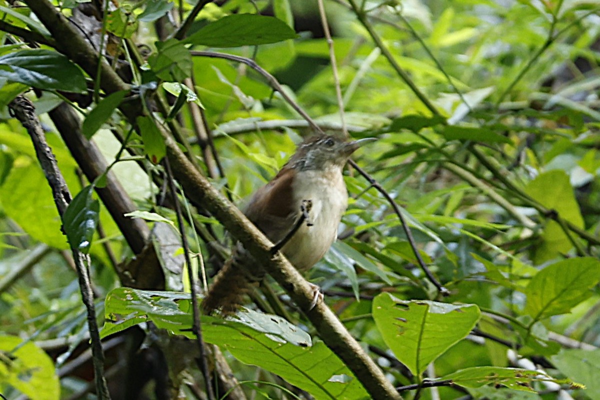 Rufous-and-white Wren - ML625582630