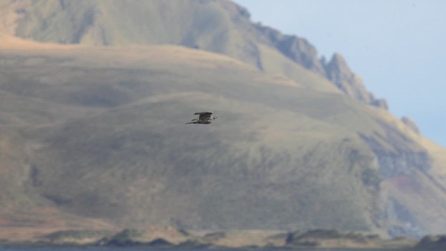 Gyrfalcon - ML625582725