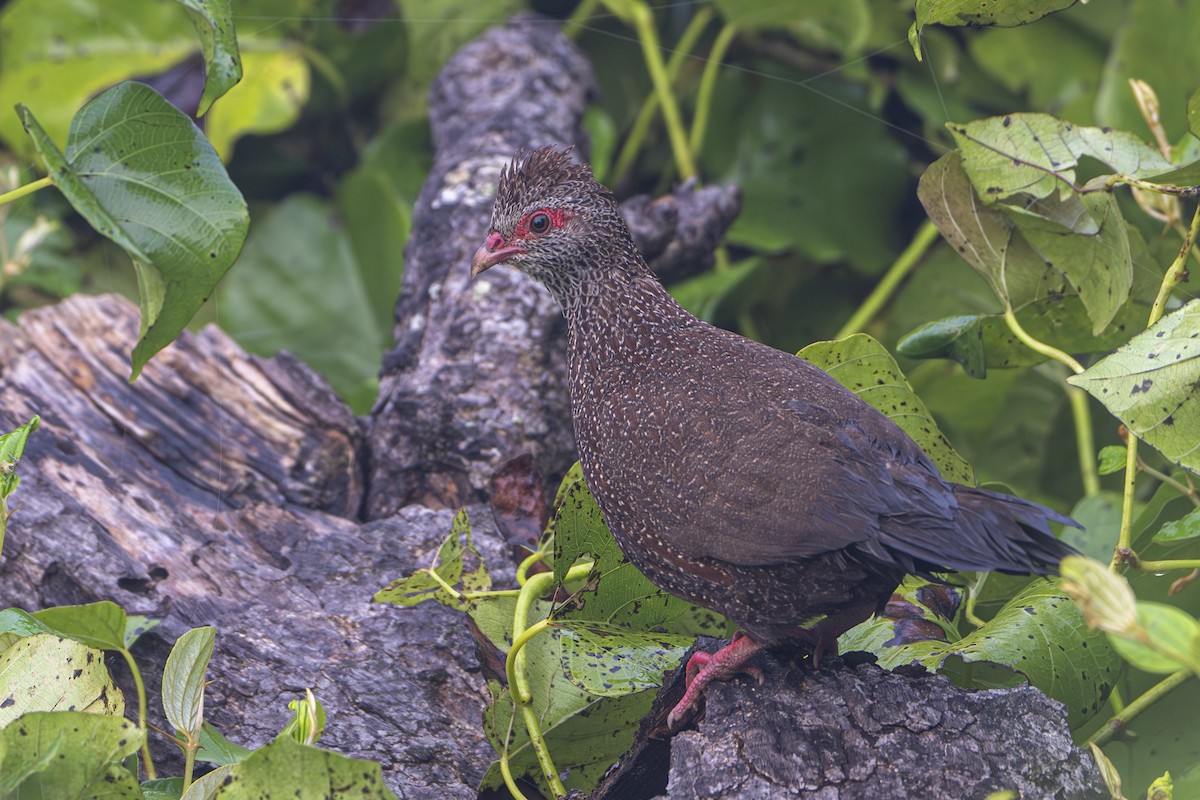 křepel skalní (ssp. petrosus) - ML625582751