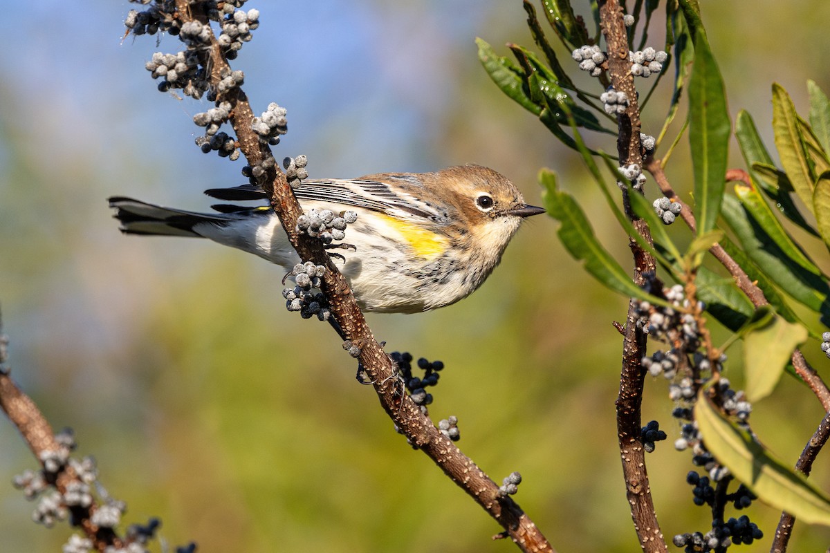 Yellow-rumped Warbler - Sandy & Bob Sipe