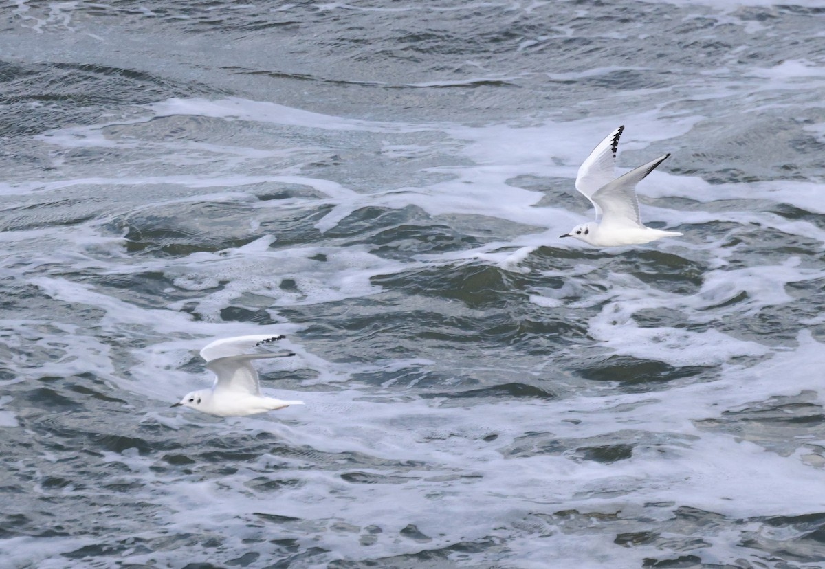 Bonaparte's Gull - ML625582754