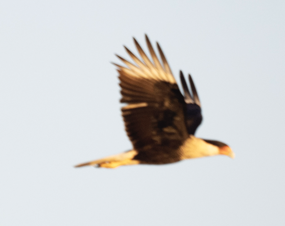 Crested Caracara - ML625582757