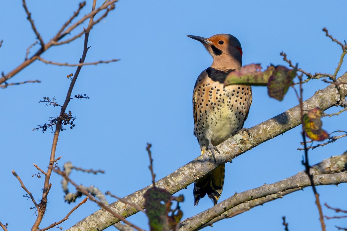 Northern Flicker - ML625582758