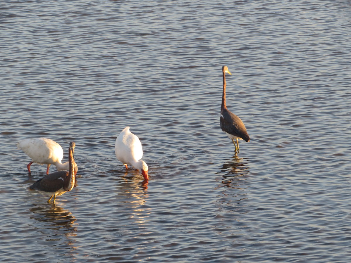 Tricolored Heron - ML625582759