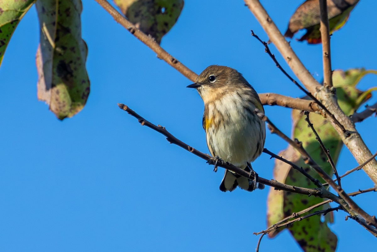 Yellow-rumped Warbler - ML625582761