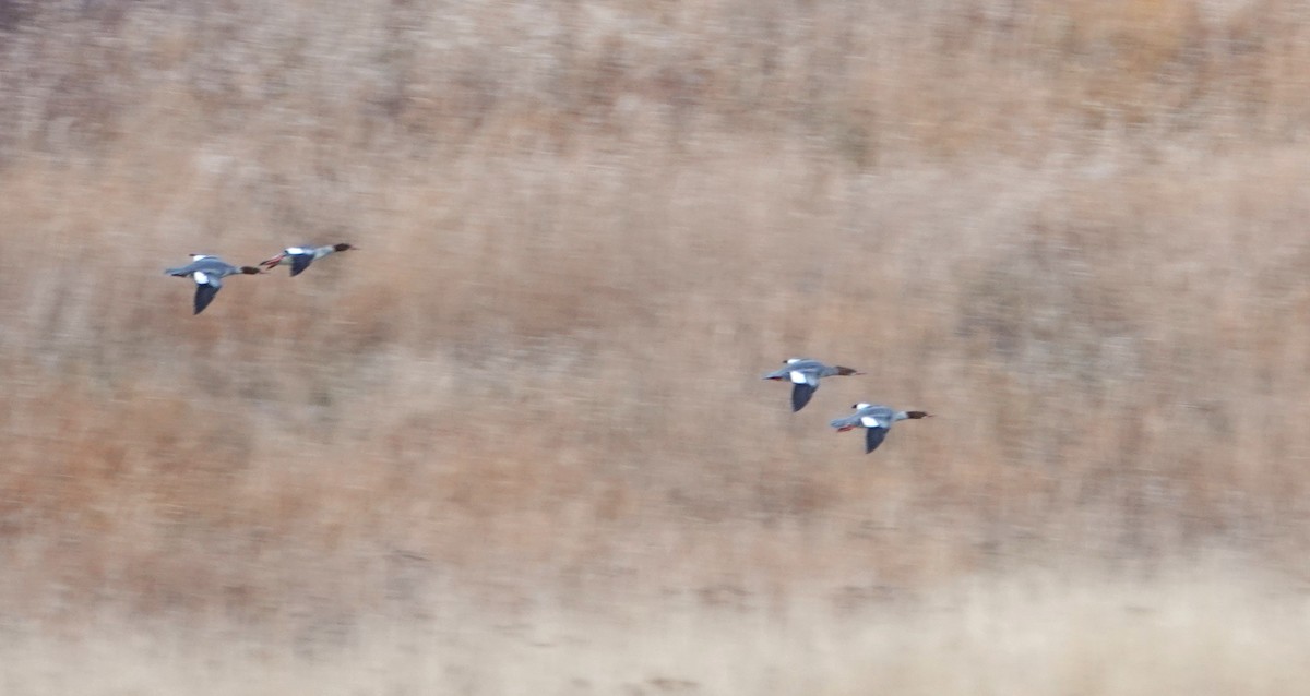 Common Merganser - ML625582762