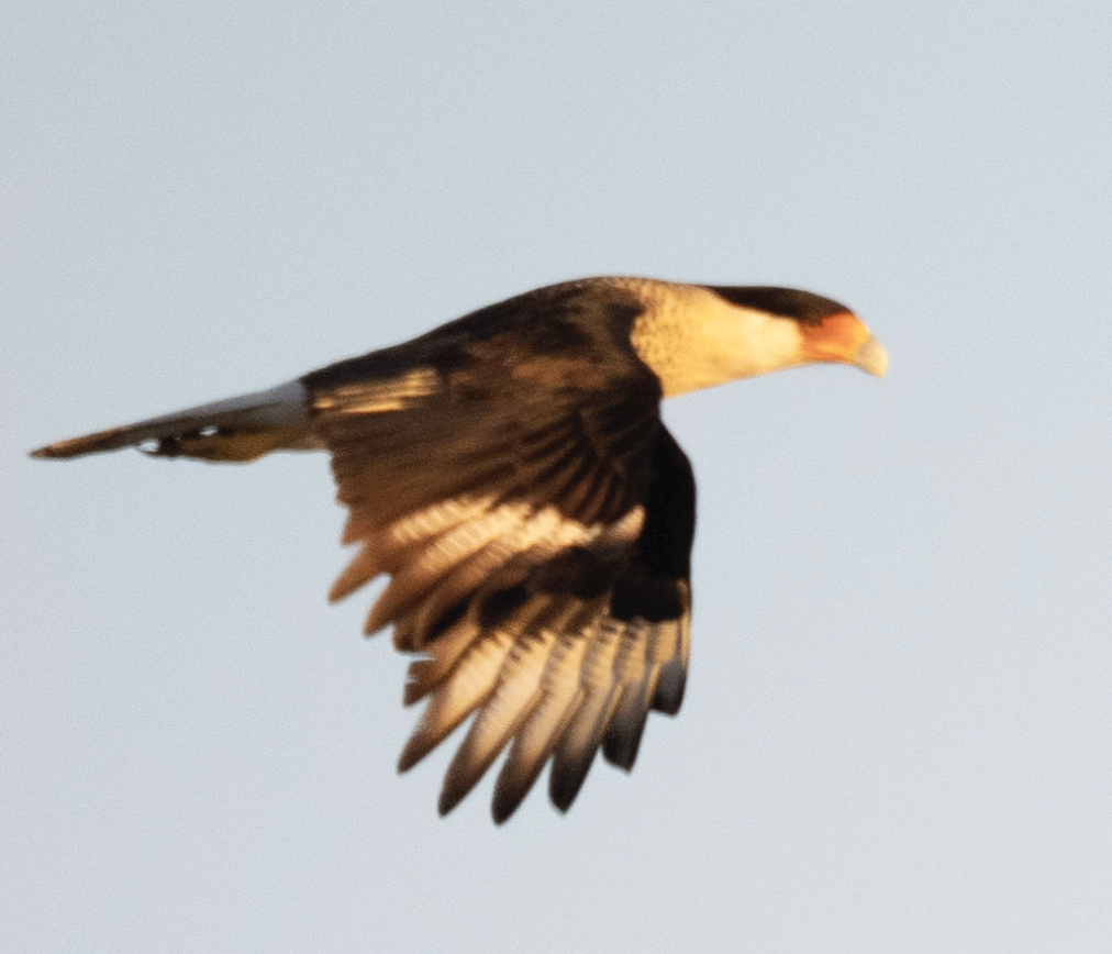 Crested Caracara - ML625582763