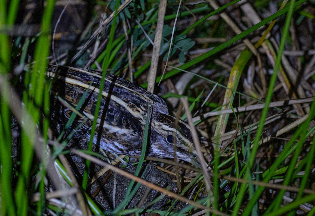 Jack Snipe - ML625582773