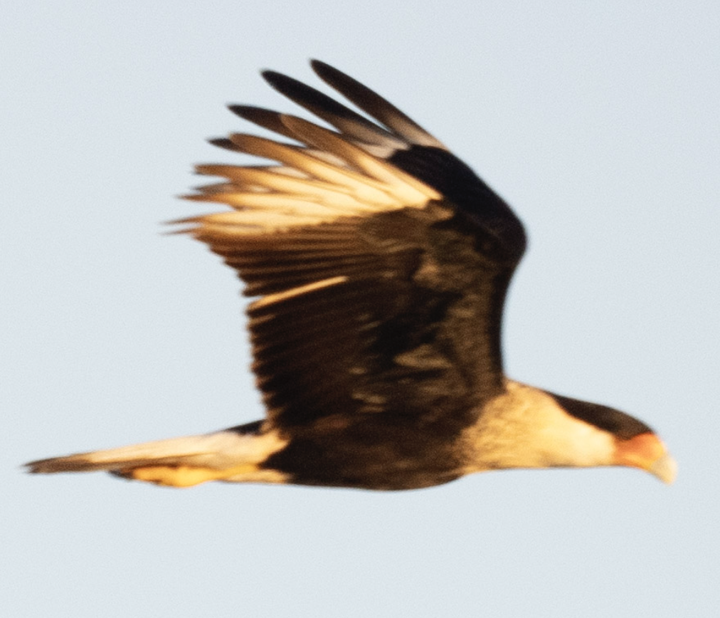 Caracara Carancho - ML625582774