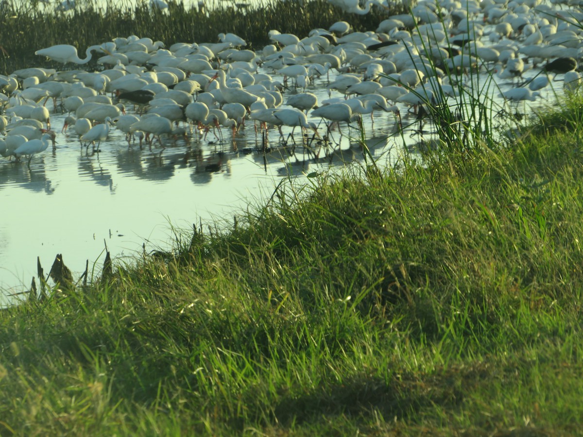 Snowy Egret - ML625582775