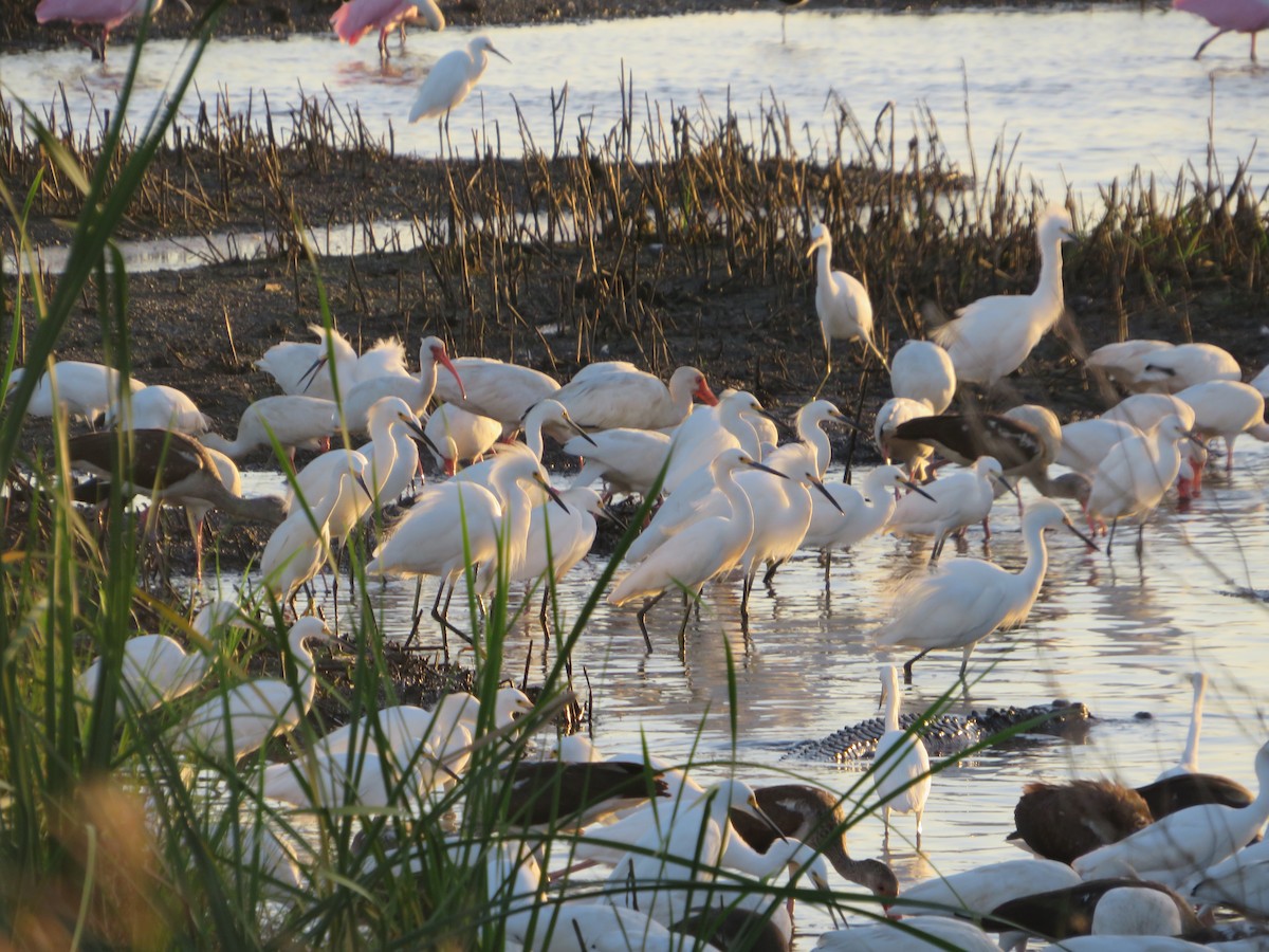 Snowy Egret - ML625582776