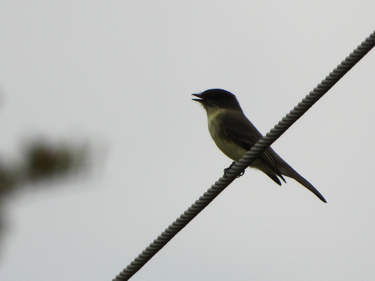 Eastern Phoebe - ML625582779