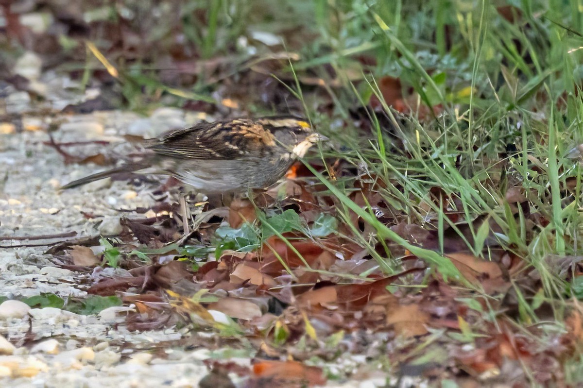 White-throated Sparrow - Sandy & Bob Sipe