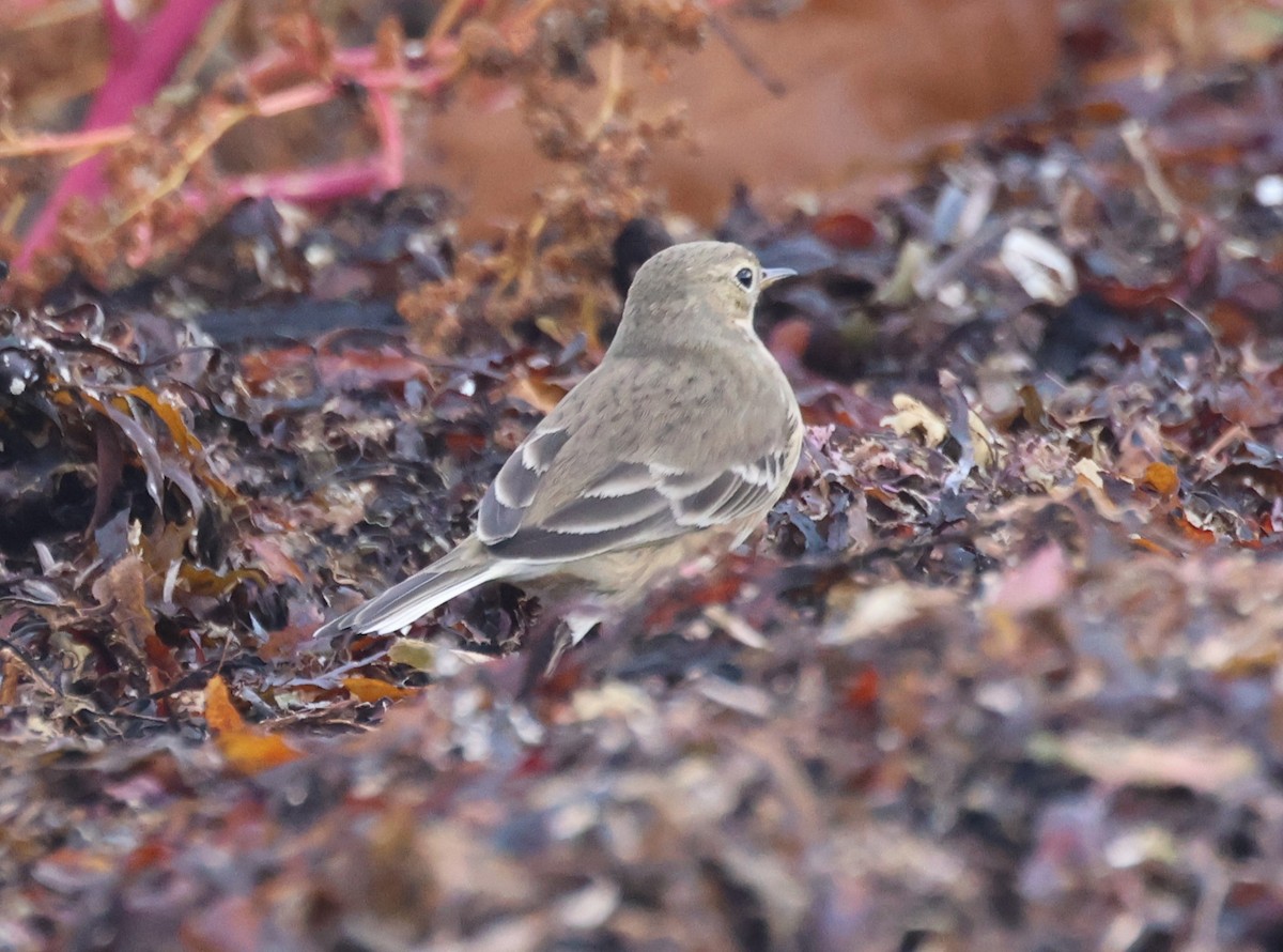 American Pipit - ML625582781