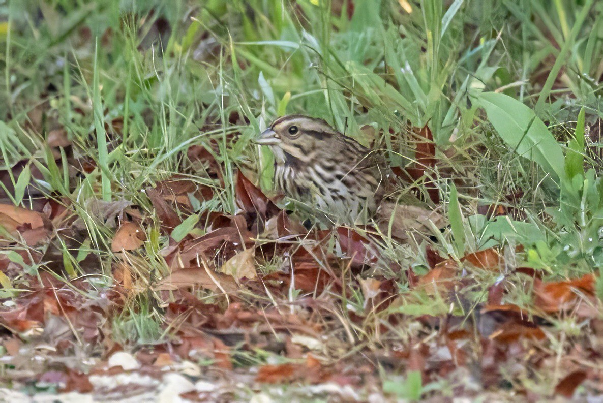 Song Sparrow - ML625582783