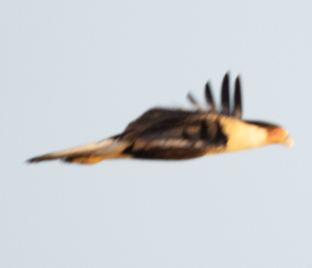 Crested Caracara - ML625582784