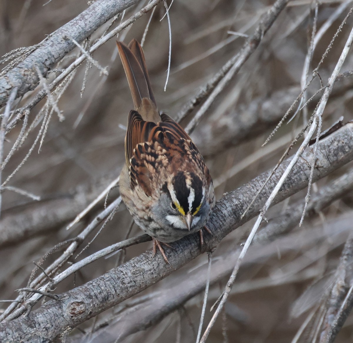 White-throated Sparrow - ML625582785