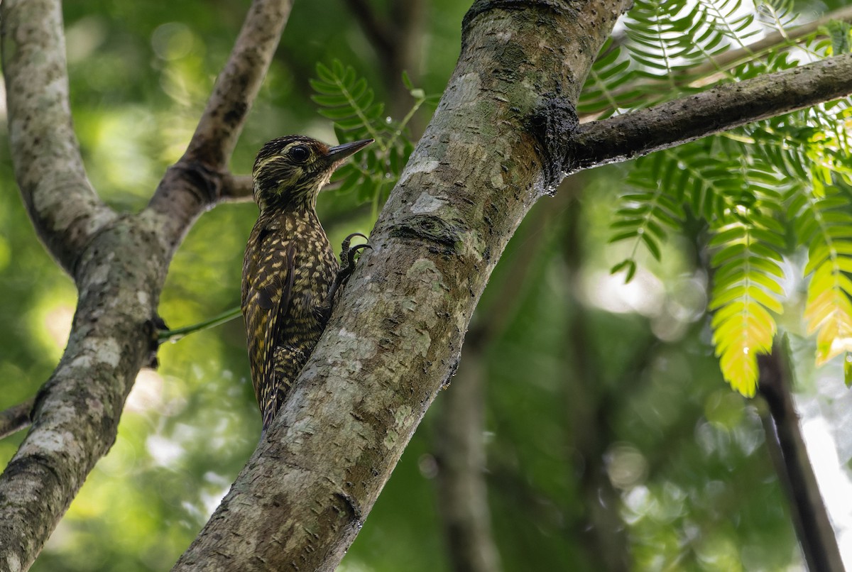 White-spotted Woodpecker - ML625582857