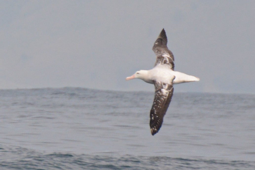 Antipodean Albatross (Gibson's) - Patrick Maurice