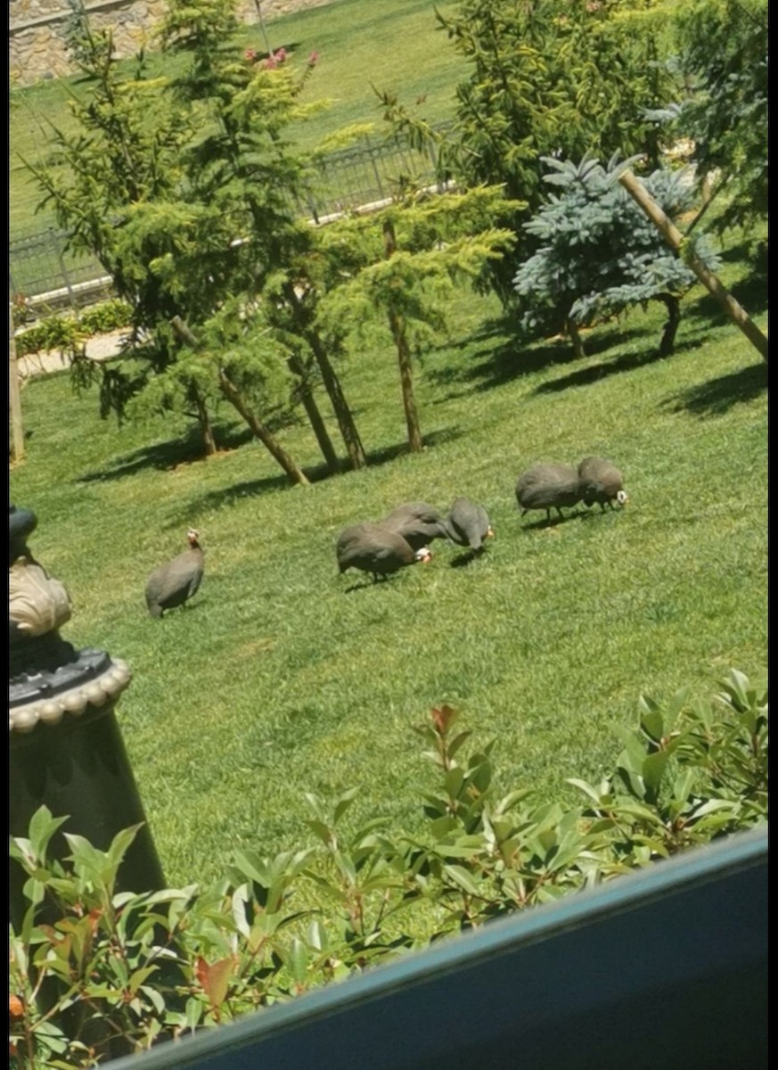 Helmeted Guineafowl (Domestic type) - ML625583121