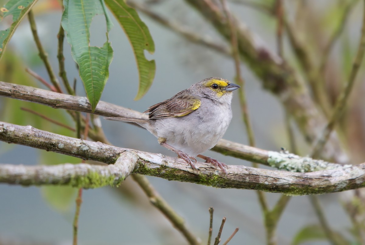 Yellow-browed Sparrow - ML625583256