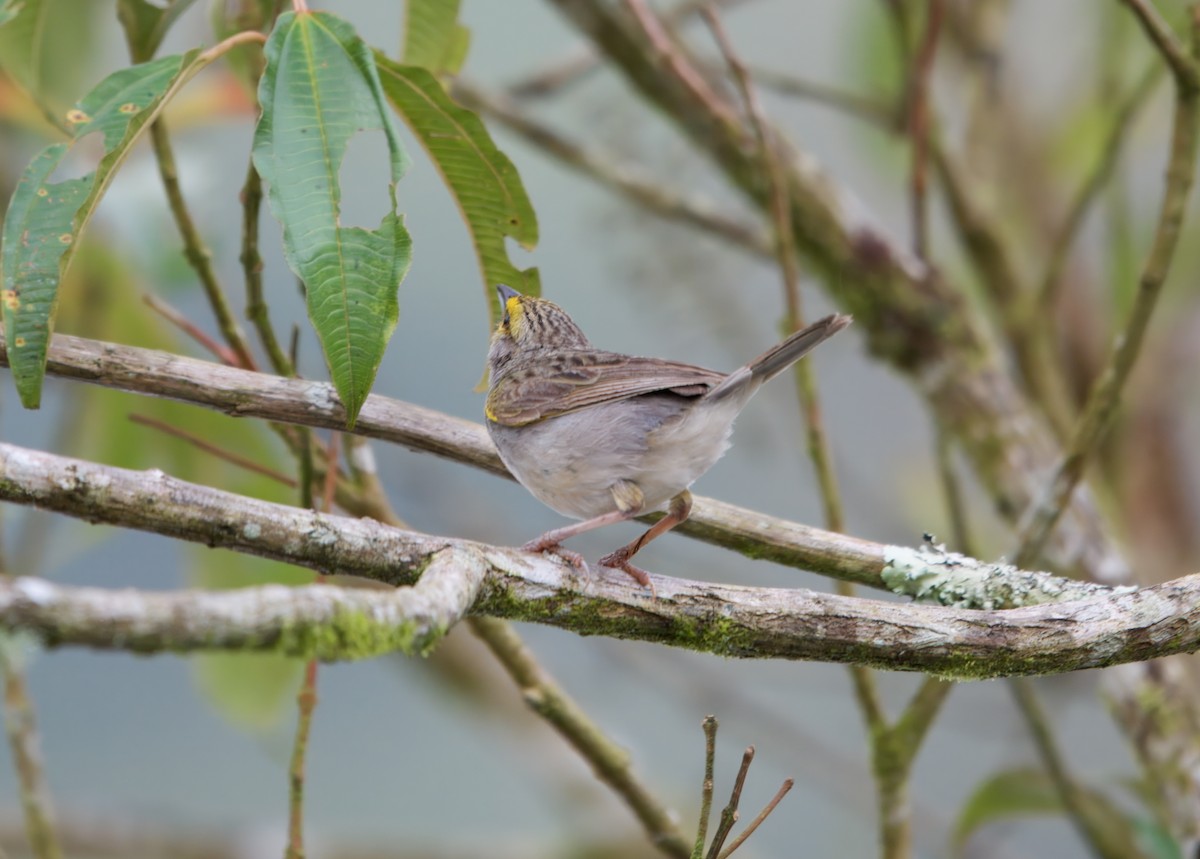 Yellow-browed Sparrow - ML625583257