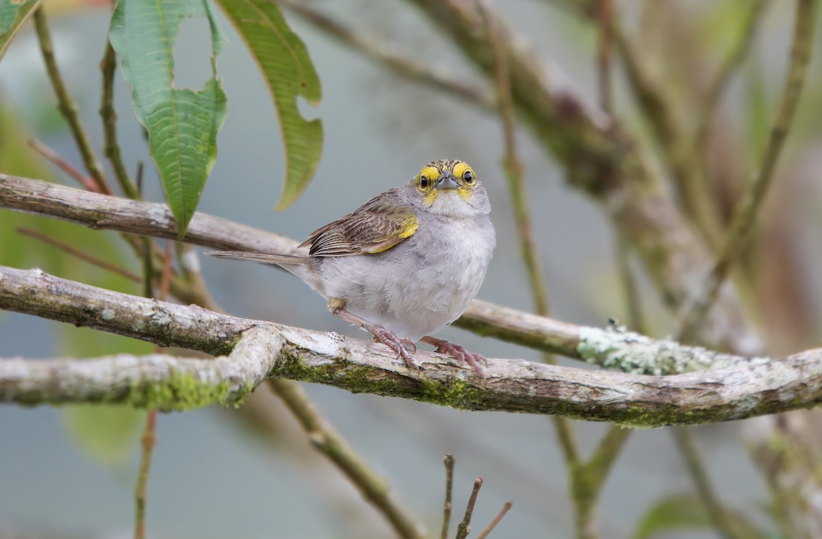 Yellow-browed Sparrow - ML625583258