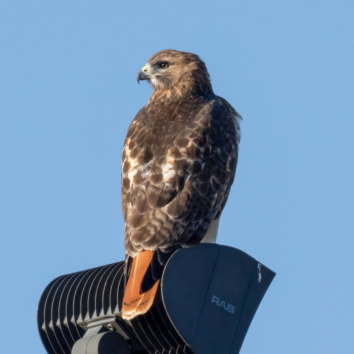 Red-tailed Hawk - ML625583260