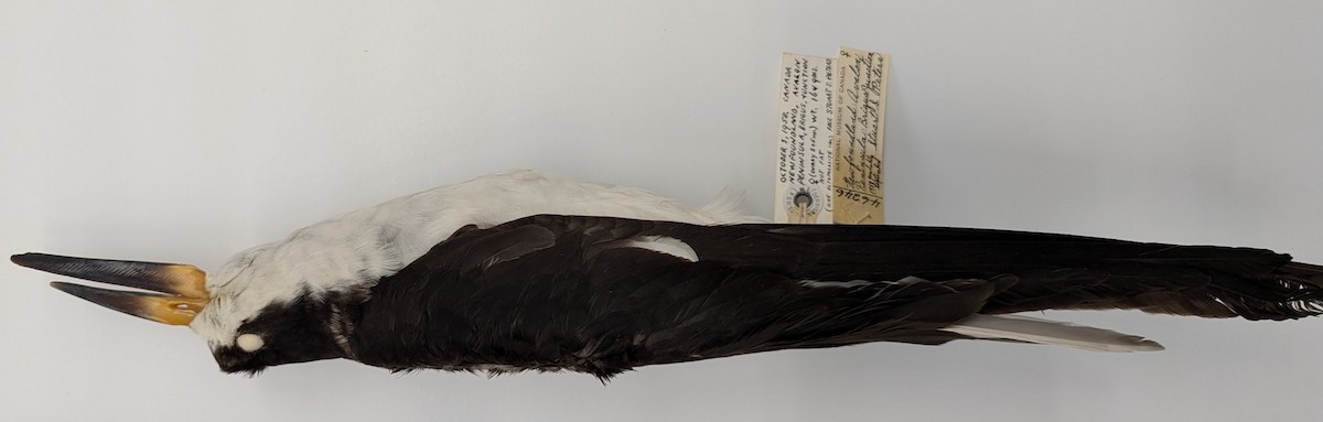 Black Skimmer - ML625583285