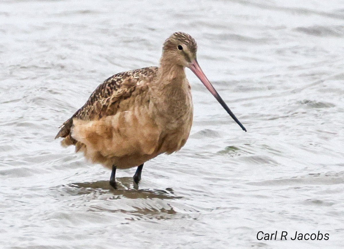 Marbled Godwit - ML625583321