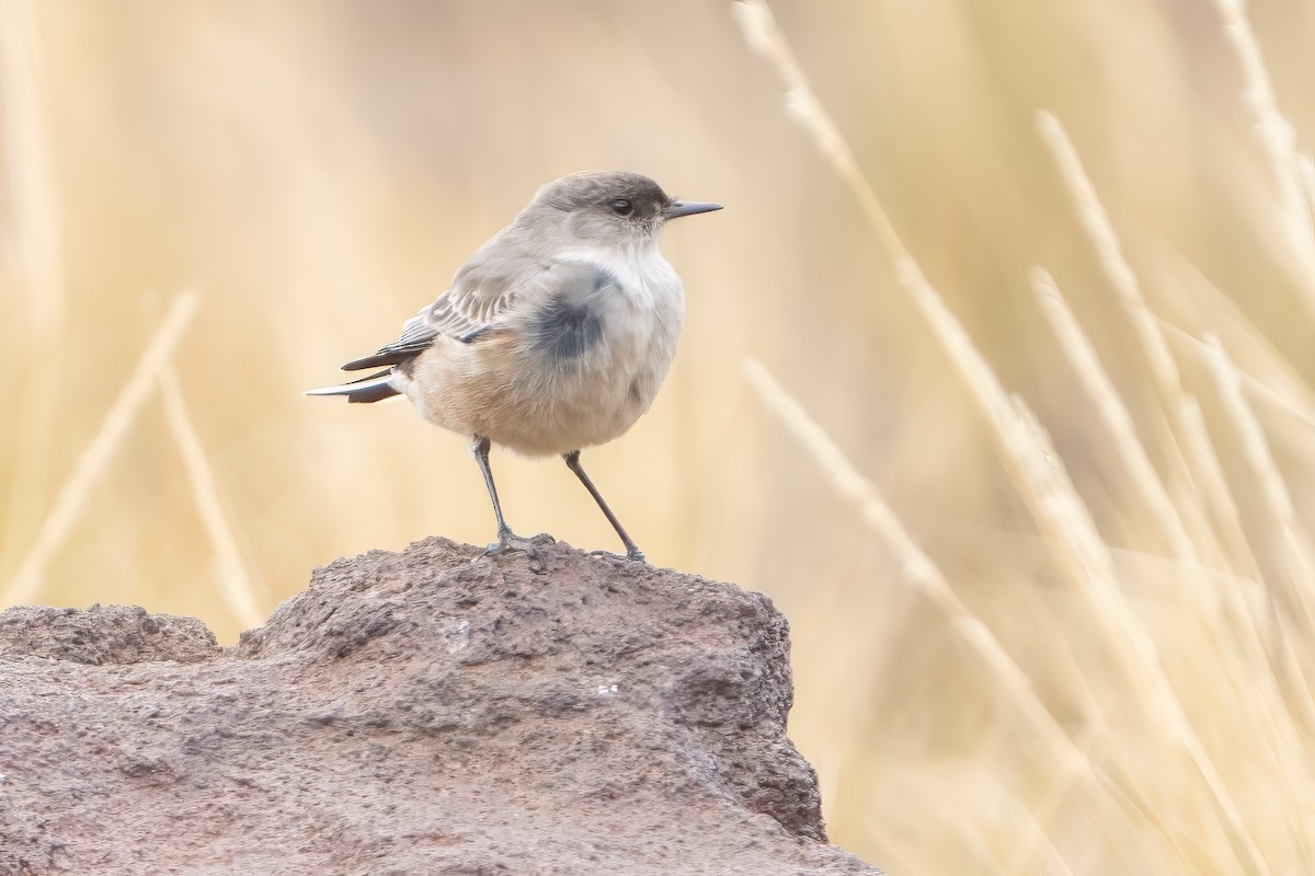 Cinnamon-bellied Ground-Tyrant - ML625583337