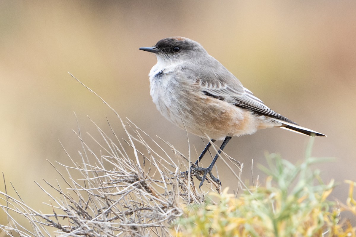 Cinnamon-bellied Ground-Tyrant - ML625583338