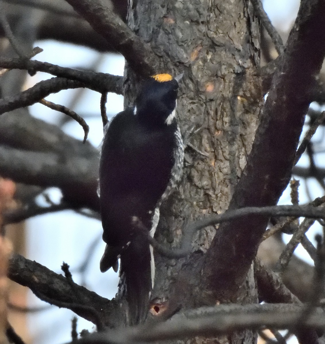 Black-backed Woodpecker - ML625583353