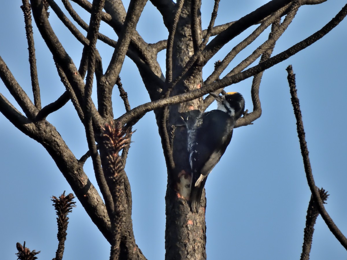 Black-backed Woodpecker - ML625583354