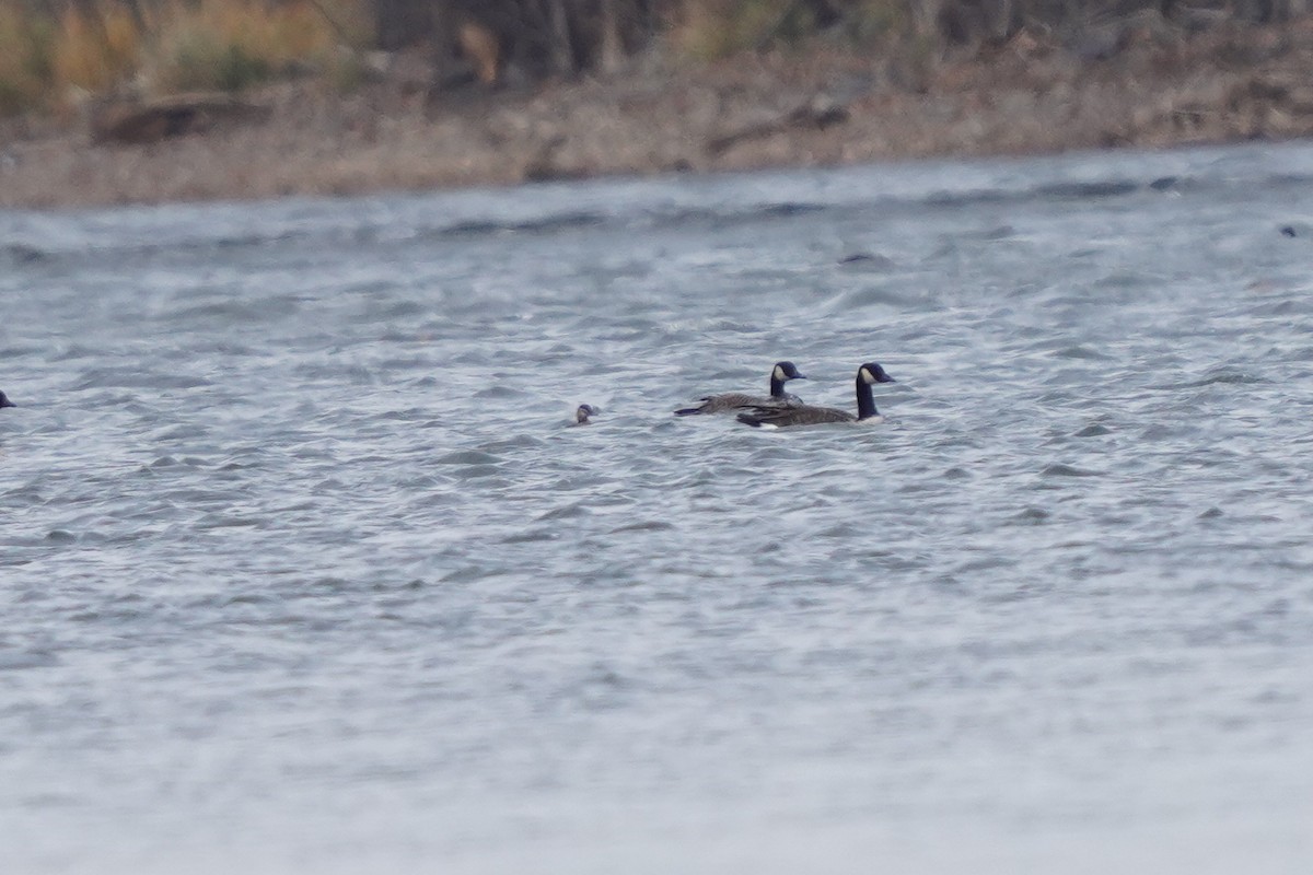 Ruddy Duck - Réal Boulet 🦆