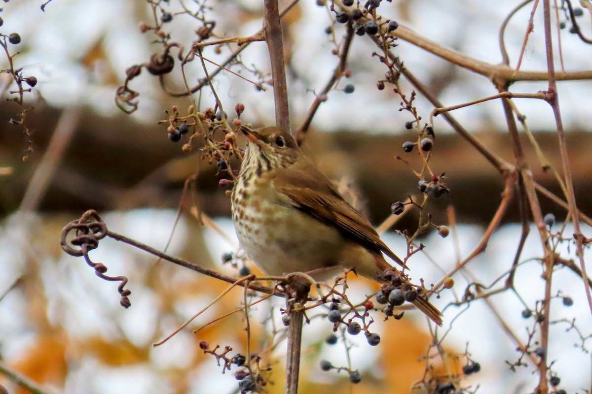 Hermit Thrush - Johanne Simard