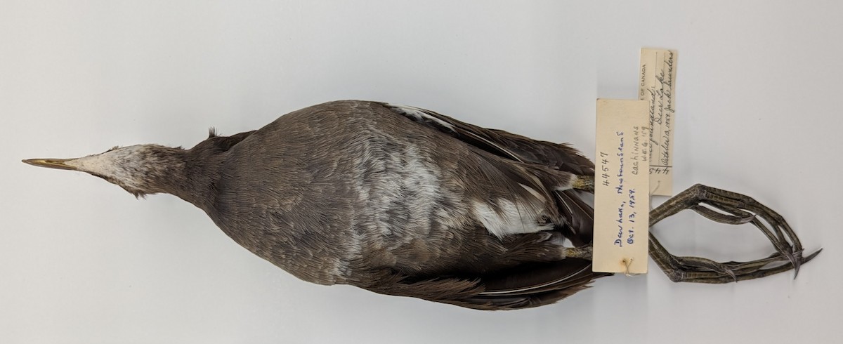 Gallinule d'Amérique - ML625583697