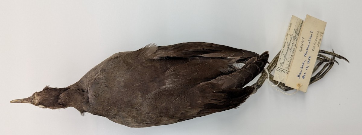Gallinule d'Amérique - ML625583698