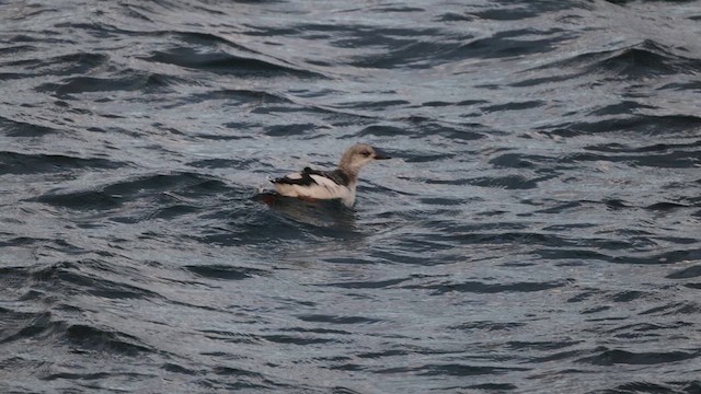 Pigeon Guillemot - ML625583714