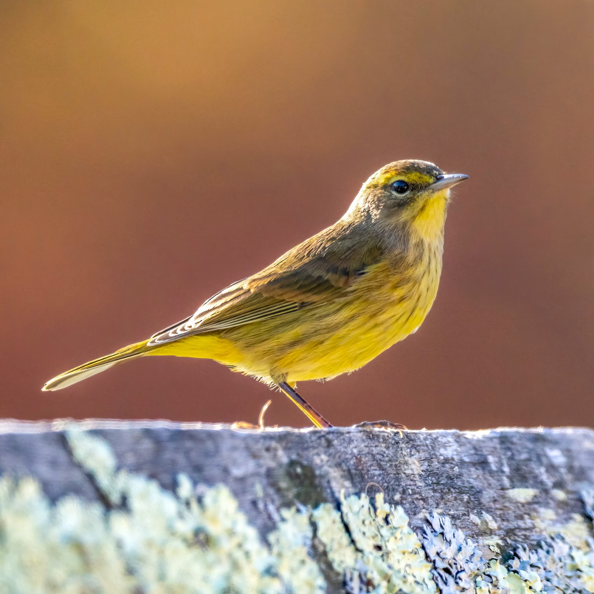 Palm Warbler - ML625583813