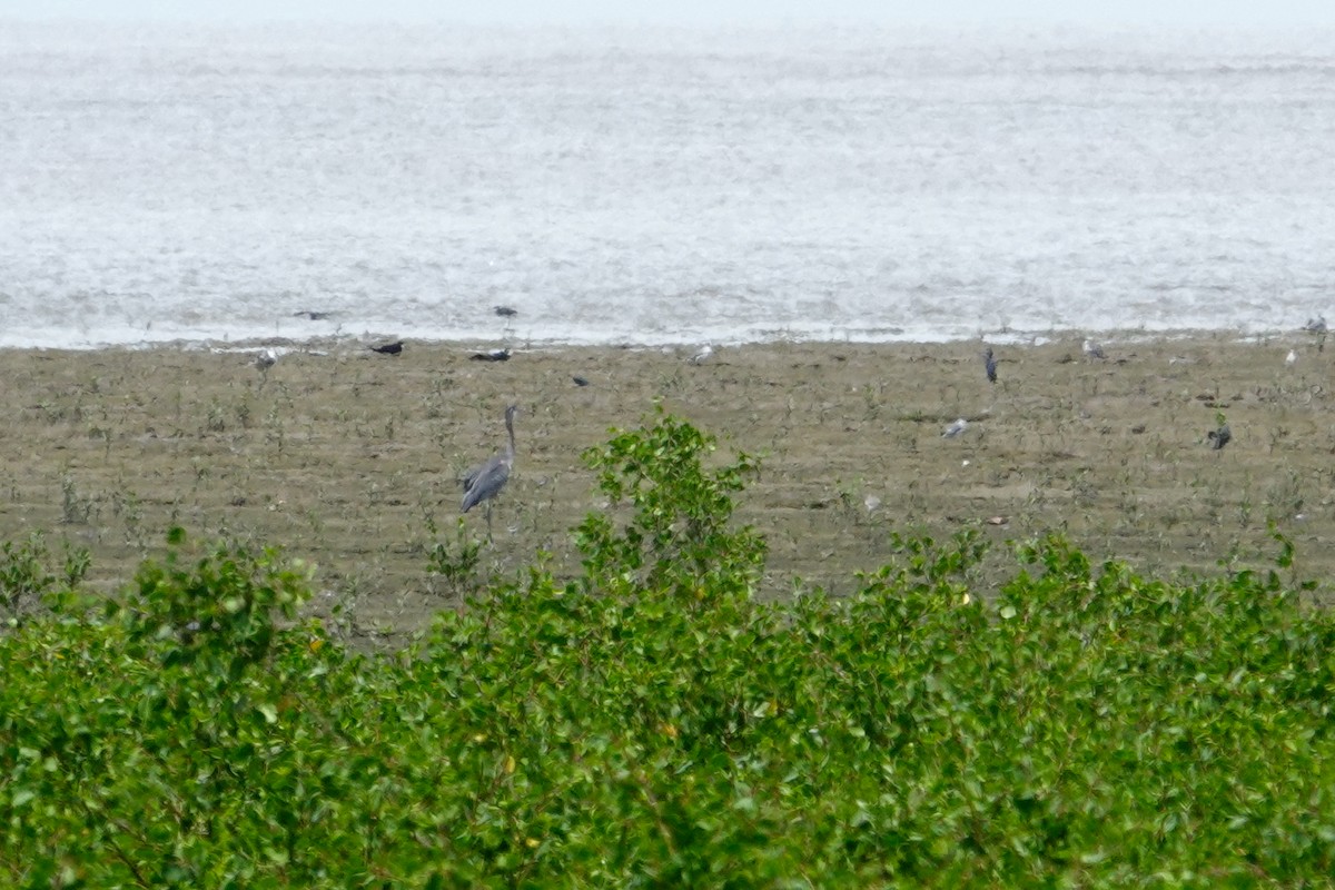 Great Blue Heron - Vincent Rufray