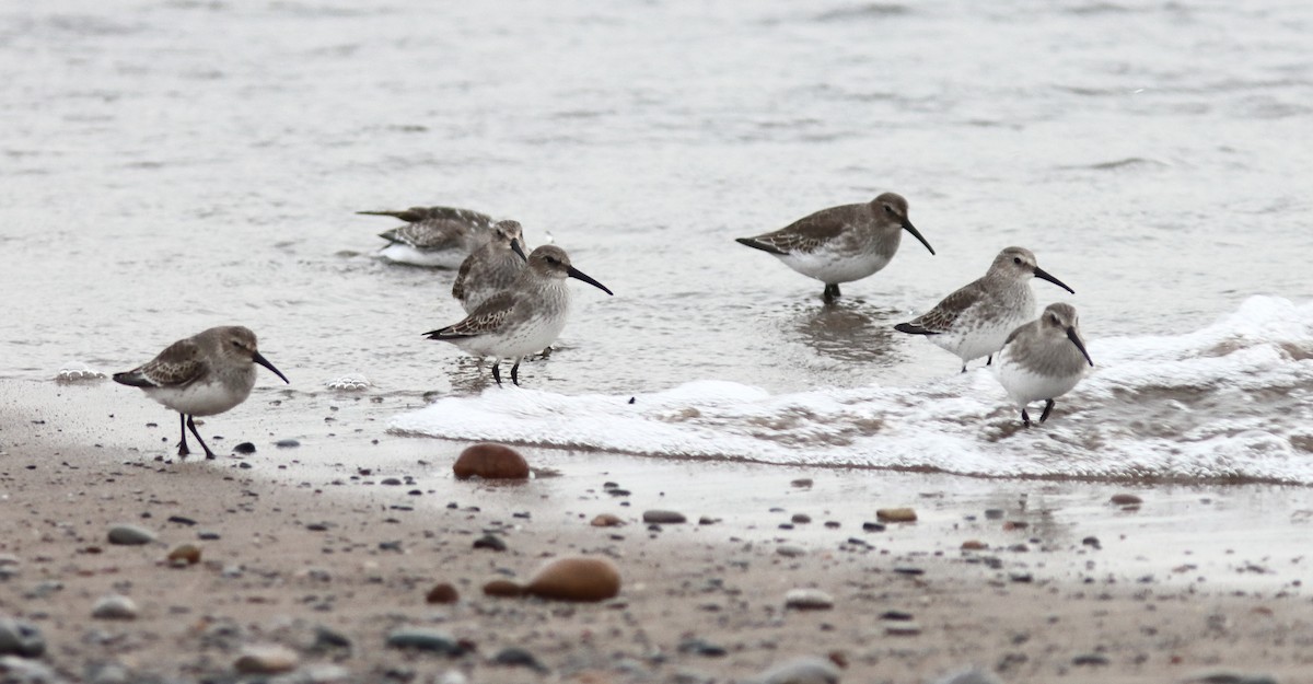 Dunlin - ML625583978