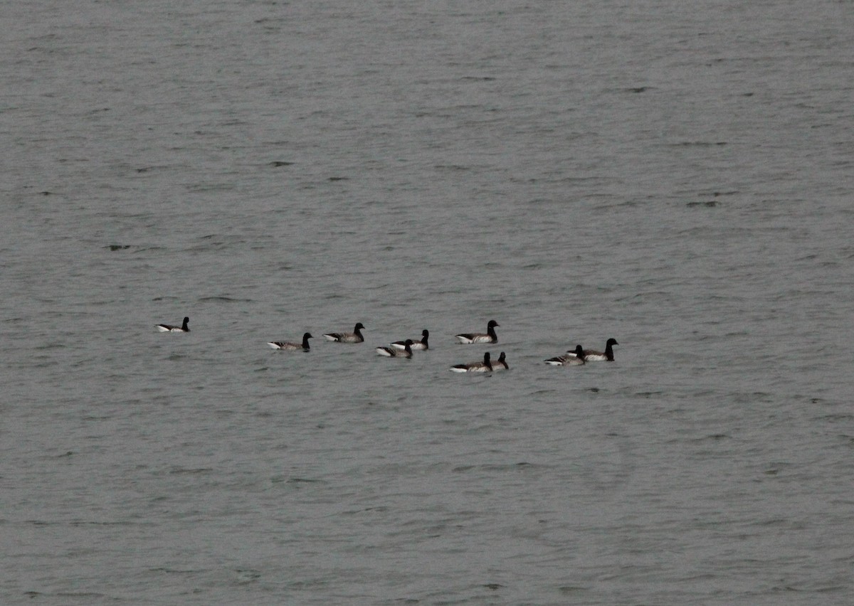 Brant - ML625584035