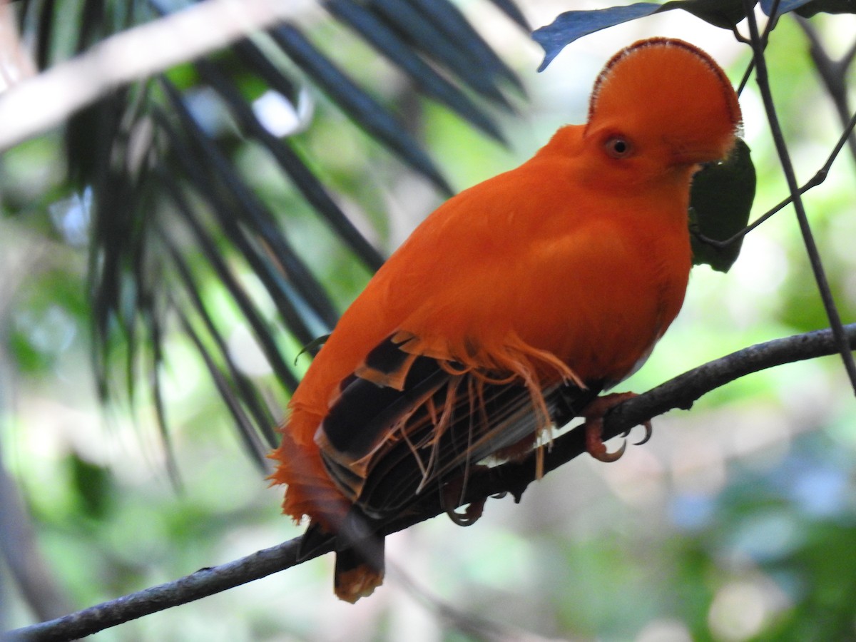 Guianan Cock-of-the-rock - Justin Harris