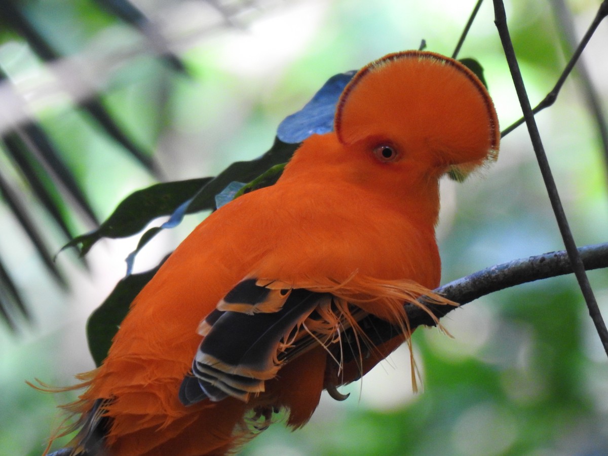 Guianan Cock-of-the-rock - Justin Harris