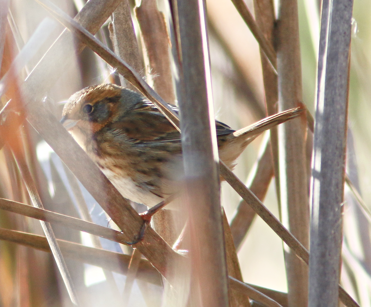 Nelson's Sparrow - ML625584300