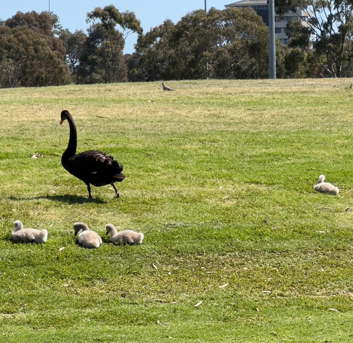 Black Swan - ML625584303