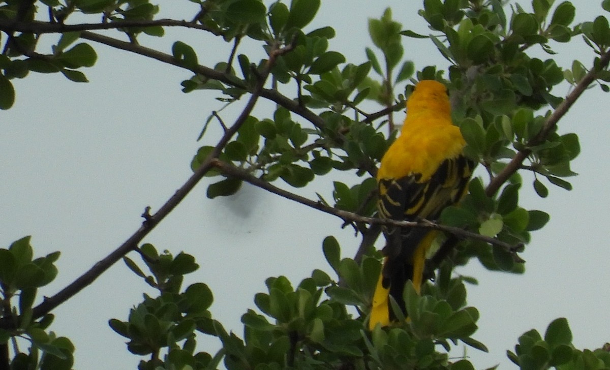 African Golden Oriole - ML625584332