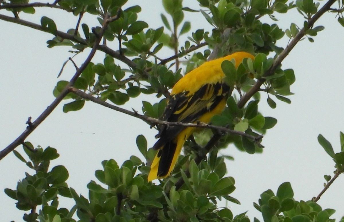 African Golden Oriole - ML625584360